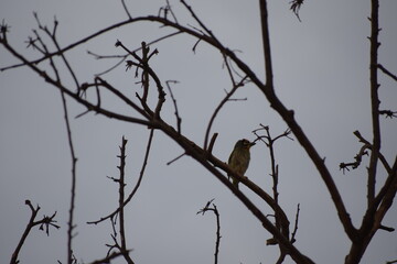 Beautiful Indian Coppersmith Barbet Soaking Sun