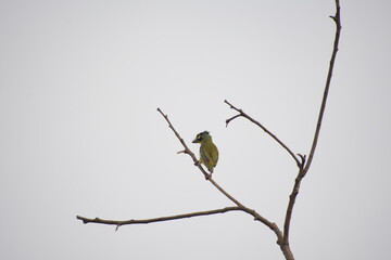 Beautiful Indian Coppersmith Barbet Soaking Sun