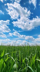 Obraz premium A serene countryside scene with lush green grass, blue sky, and white clouds. Peaceful and picturesque ambiance captured in nature's beauty.