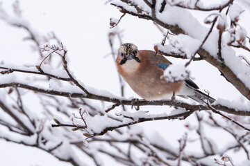The Eurasian Jay (Garrulus glandarius)