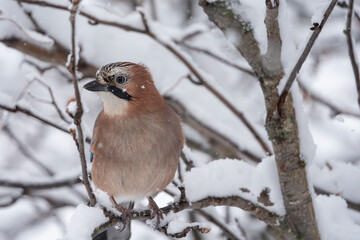The Eurasian Jay (Garrulus glandarius)