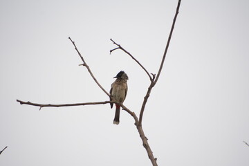 Indian Red-vented Bulbul is Sunbathing