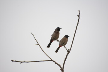 Indian Red-vented Bulbul is Sunbathing