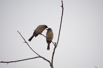 Indian Red-vented Bulbul is Sunbathing