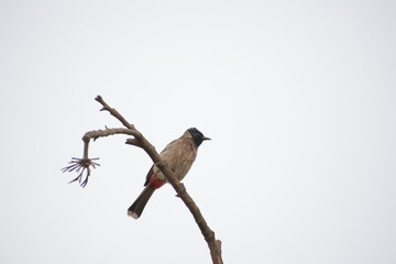 Indian Red-vented Bulbul is Sunbathing