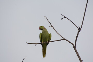 Green Indian Parrot Sunbathing (Mittu)