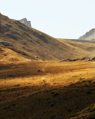 Yellow fields of the mountains in Picos de Europa, in a summer evening full of cows 