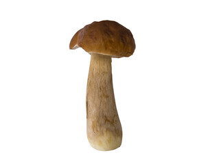 Fresh boletus mushrooms isolated on white background