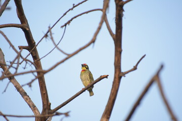 Beautiful Indian Coppersmith Barbet Soaking Sun