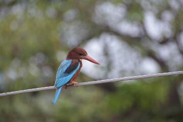 White Throated Kingfisher in India
