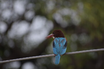White Throated Kingfisher in India