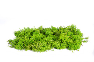 Reindeer moss isolated on white background