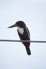 White Throated Kingfisher in India