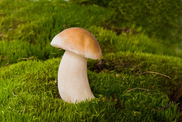 White mushroom boletus. Porcini mushrooms in the spruce forest