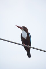 White Throated Kingfisher in India