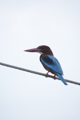 White Throated Kingfisher in India