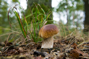 White mushroom boletus. Porcini mushrooms in the spruce forest