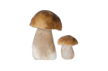 Two edible mushrooms Boletus on the white background