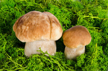 Two amazing edible mushrooms Boletus in green moss