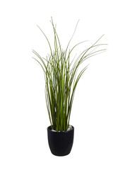 Decorative green grass plant in a pot  isolated on a white background.