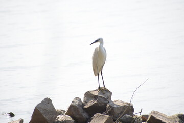 Beautiful Great Egret Bird Sunbathing