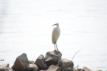 Beautiful Great Egret Bird Sunbathing