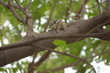 Beautiful Indian Squirrel is playing in green