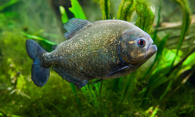 Big piranha fish as danger in nature