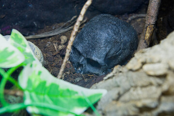 Human skull in the dark forest or gravyard