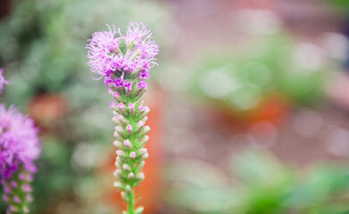 Beautiful violet flower on blurred background. Сoncept for spring greetings