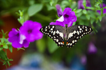 Beautiful live Papilio demoleus butterfly on a flower close-up