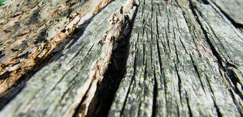 The pattern of the old wood that has cracked texture