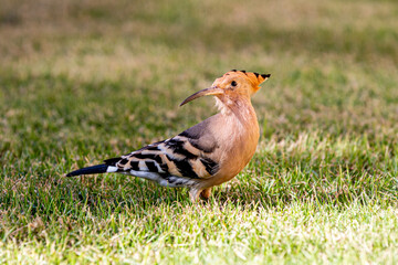 hoopoe walks to find some warms or lizards for food  on the lawn