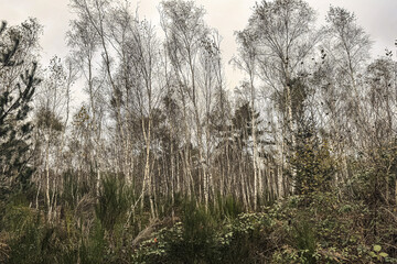 For&ecirc;t de Vierzon