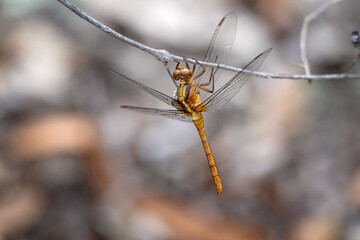 dragonfly, golden brown, insect hanging on stick twig, natural habitat environment, garden nature backyard
