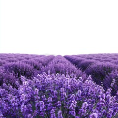 Fototapeta premium Lavender flowers growing in rows, creating a beautiful purple field with a blurred background