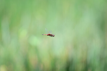 red dragonfly flying, in flight, green background, isolated single, macro detail close closeup, nature natural insect