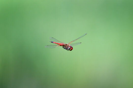 red dragonfly flying, in flight, green background, isolated single, macro detail close closeup, nature natural insect