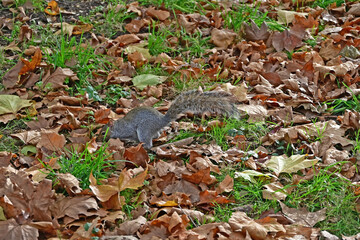 Londra, Autunno e foliage ad Hide Park con scoiattolo - Regno Unito