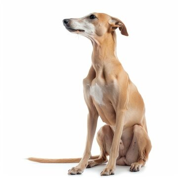 Studio shot of a beautiful lurcher dog sitting and looking up, isolated on a white background