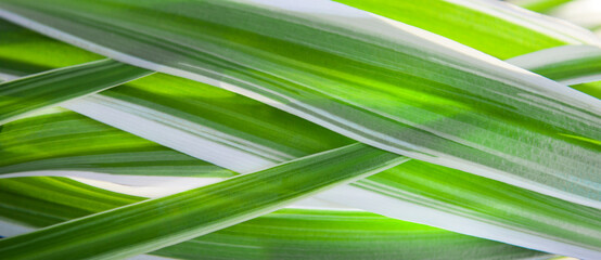 Nature of green leaf in garden at summer. Natural green leaves plants using as spring background cover page environment ecology