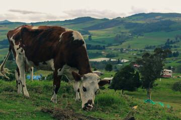 Fototapeta premium Cow