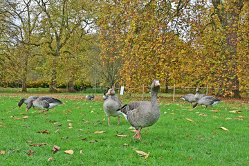 Londra, Autunno ed oche selvatiche ad Hide Park - Regno Unito