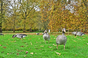 Londra, Autunno ed oche selvatiche ad Hide Park - Regno Unito