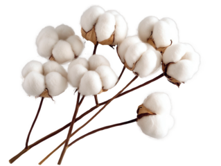 Mature boxes of  branch white fluffy natural cotton isolated on transparent background