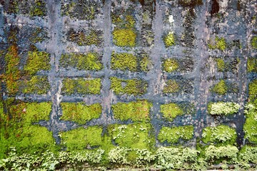 A wall covered in green moss and algae. The wall is covered in a variety of green plants, including moss and lichen. The wall appears to be old and weathered
