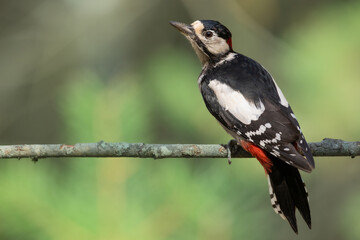 Birds - male Great spotted woodpecker - Dendrocopos major, woodpecker sitting on a tree trunk, autumn time in forest pond bird drinking water