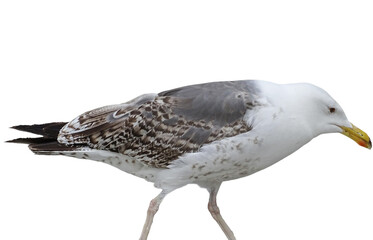 Yellow-legged Gull isolated on white. Larus michahellis