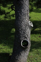 tree trunk