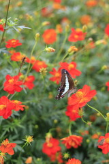 butterfly on flower